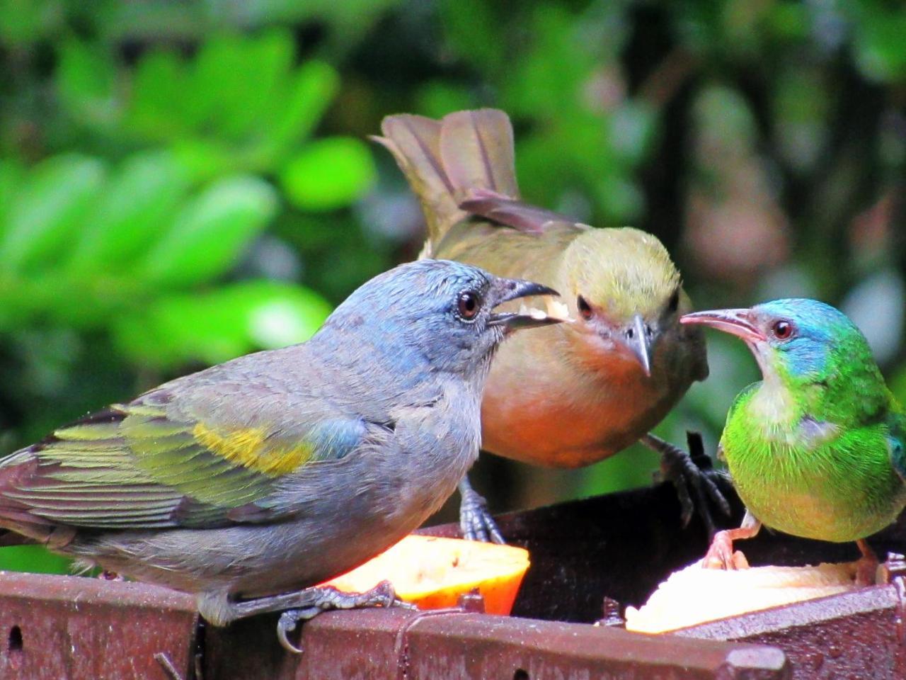 Pousada Do Pinheiro Camburi  Dış mekan fotoğraf